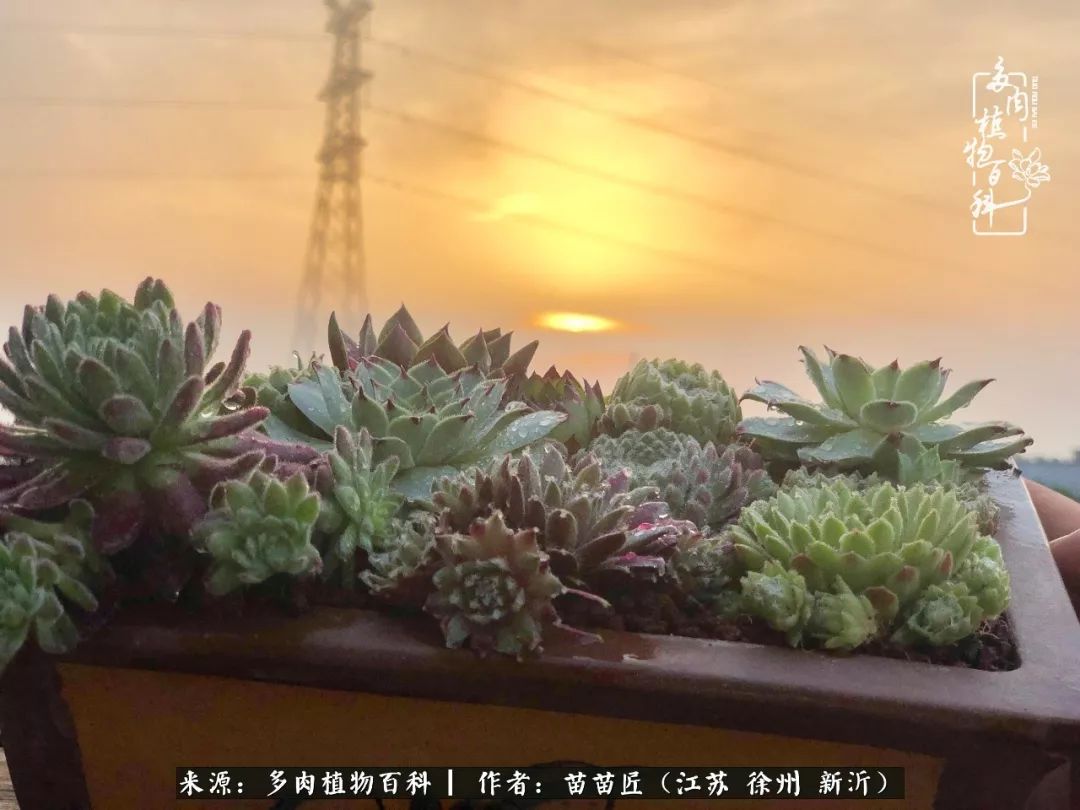 多肉之江湖：众肉友们，修仙渡劫几何了？