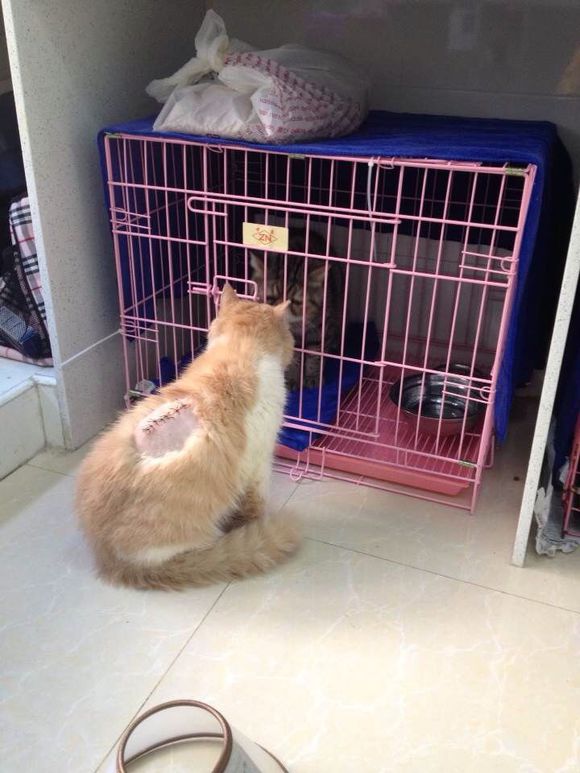 猫癣经历,猫癣的形成原因与治疗方法