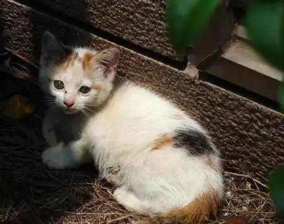 如果不给猫做绝育一辈子能生几窝,到底有没有必要给猫咪绝育