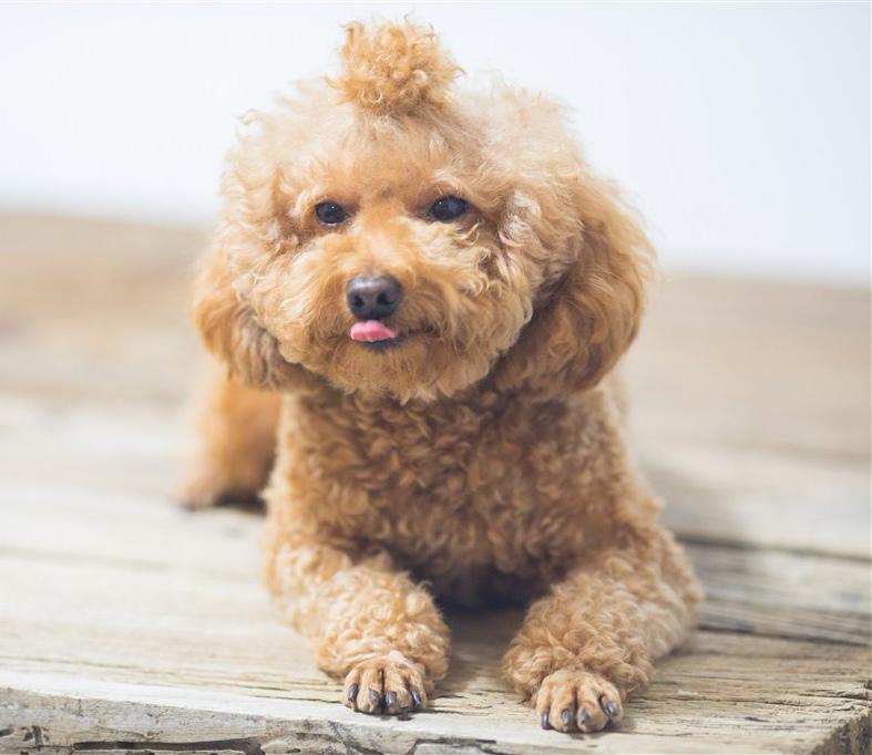 新手训泰迪狗出门大小便全套教程,一个月的泰迪狗怎么养基础知识