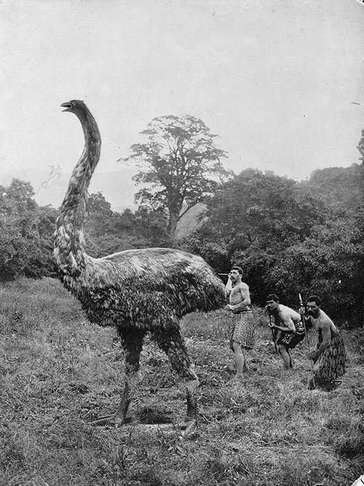 为什么古人不敢动“非洲象”却选择捕杀更大的“猛犸象”？