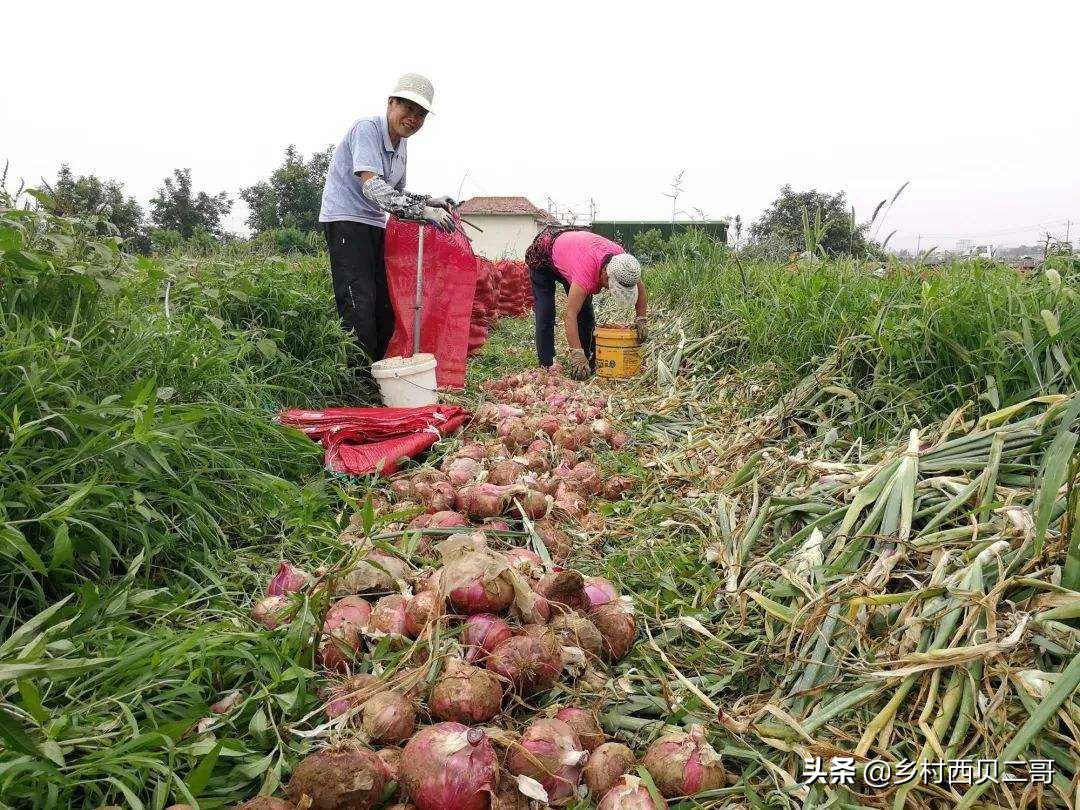 洋葱种植后吃什么,洋葱主要是调味的吗
