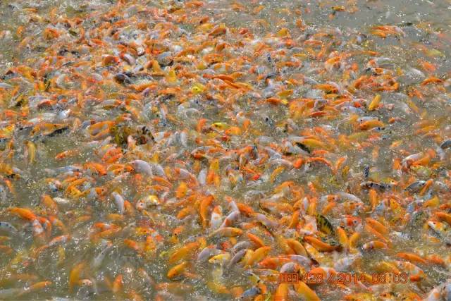 湖南最好的锦鲤养殖基地,湘潭锦鲤养殖