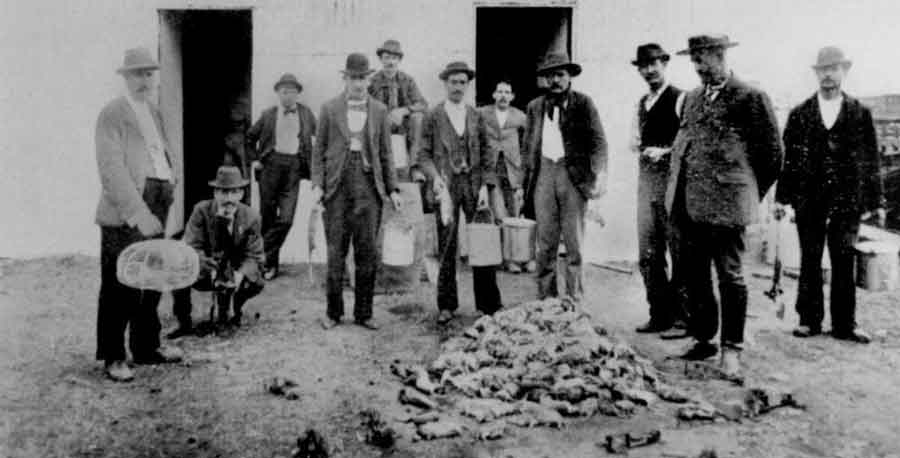 澳洲鼠患,澳洲鼠患成灾