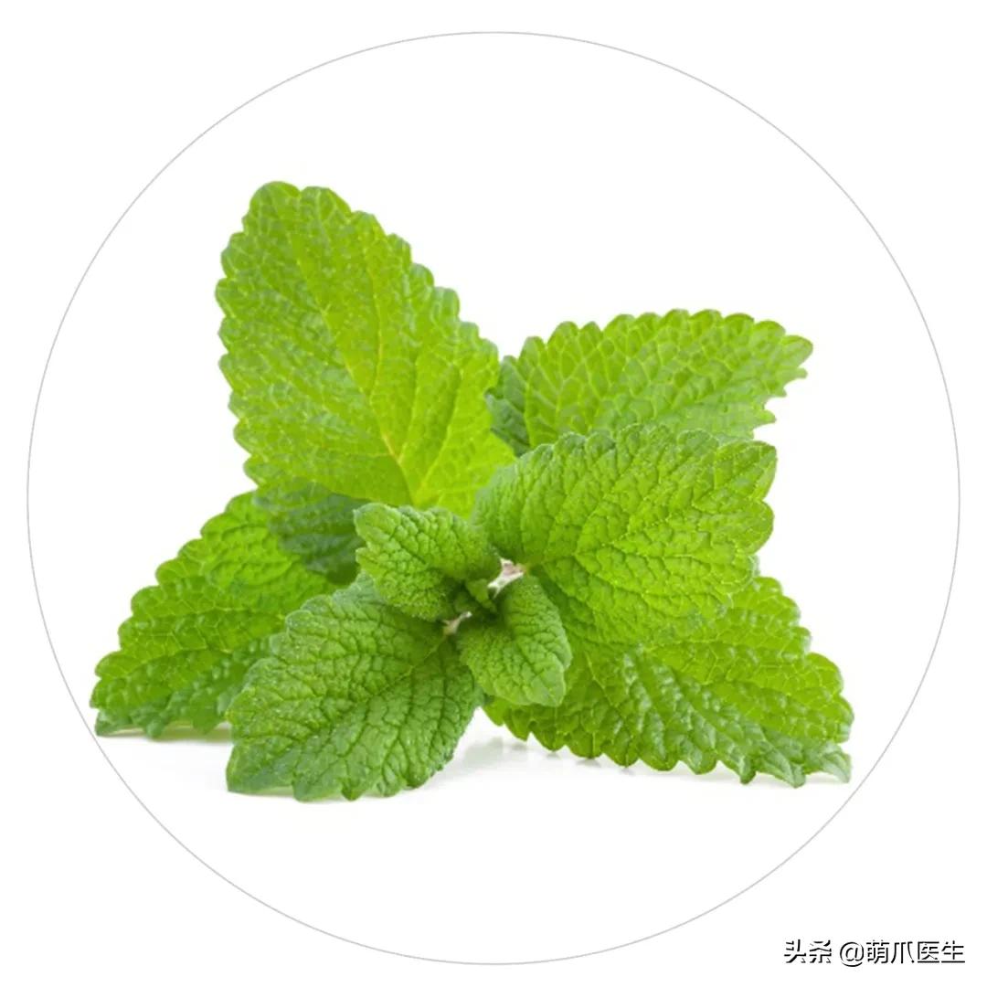 养了猫还可以养兔子吗,养了猫还适合养鹦鹉吗