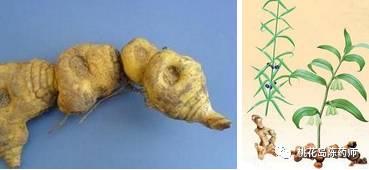 常用300种中药饮片的名称,凌霄花中药饮片别名