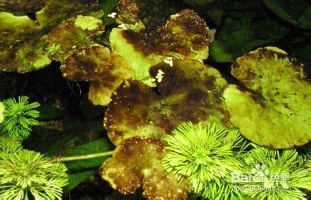 鱼缸经验,鱼缸换水实践经验分享