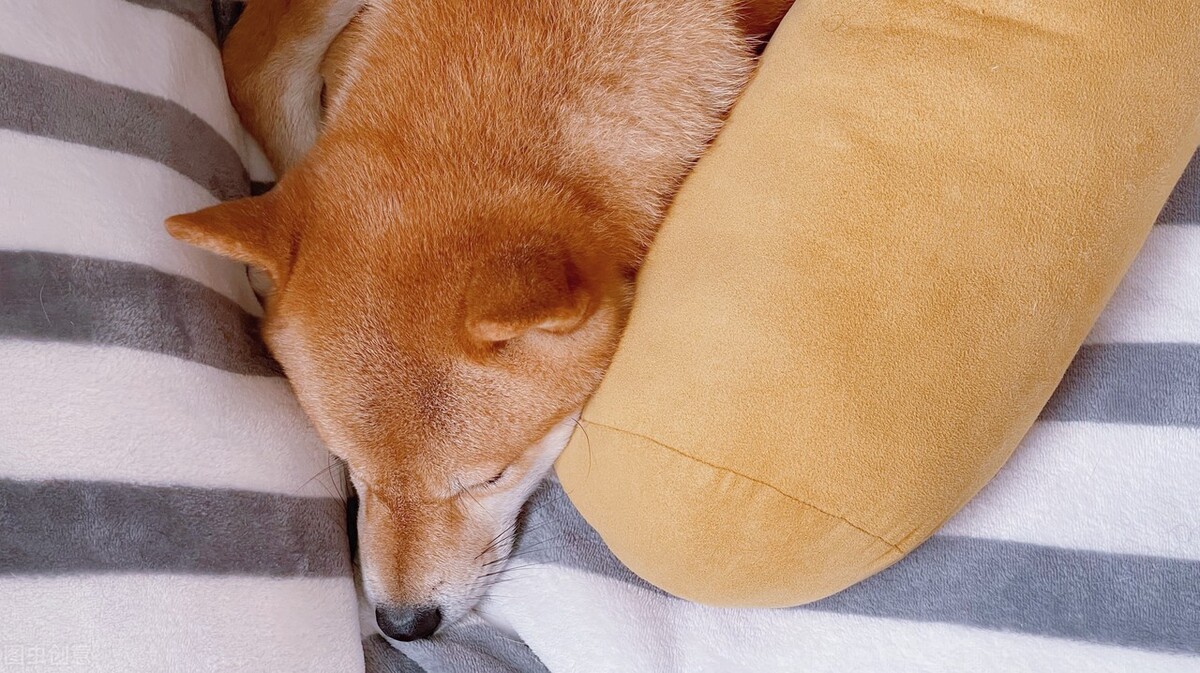 为什么不能养日本柴犬呢,柴犬有什么优点怎么那么呆萌可爱