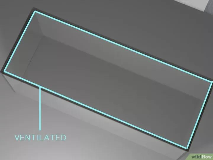 怎么养蜗牛宠物,怎么养野生蜗牛做宠物