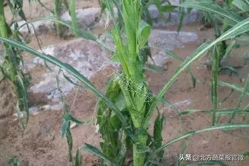 绝密种植技术,不需要花钱的种植技术