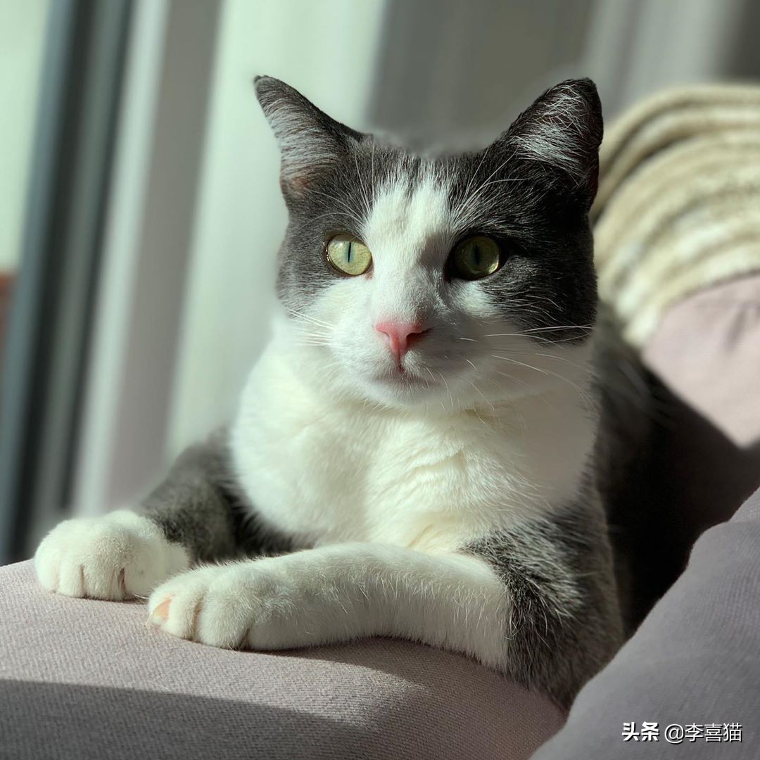 陪猫咪玩的方式,陪猫咪玩球怎么玩