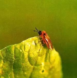 蔬菜害虫防治大全,蔬菜害虫最佳防治方法