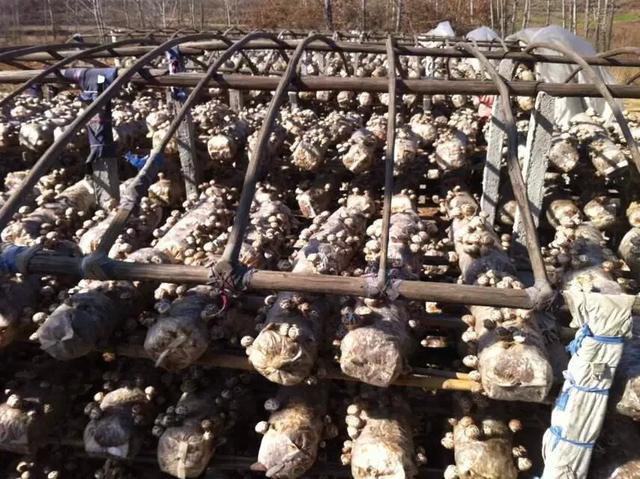 香菇生料栽培与熟料栽培的区别,食用菌栽培技术香菇