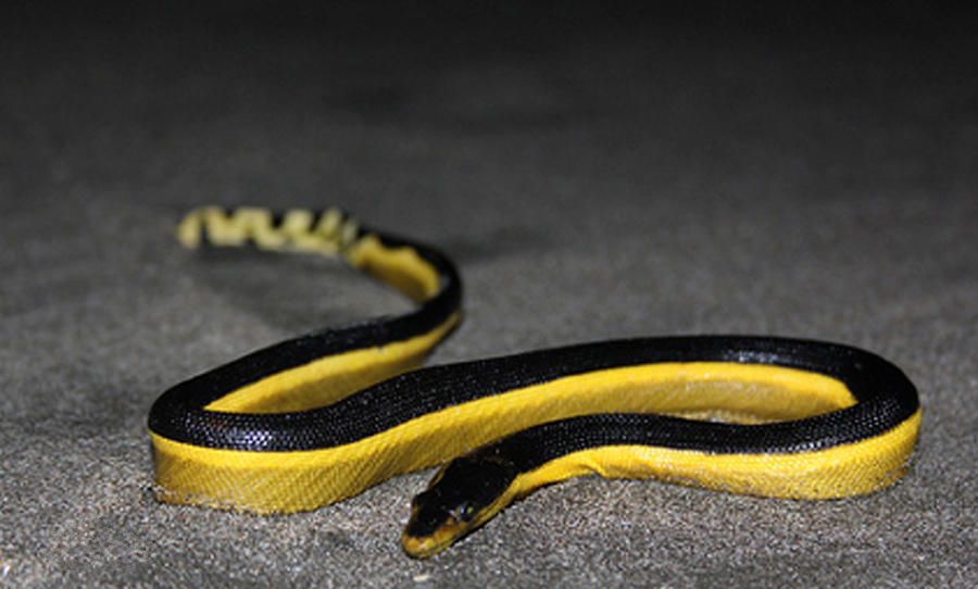 东北有毒蛇么,有毒的蛇图片有哪些