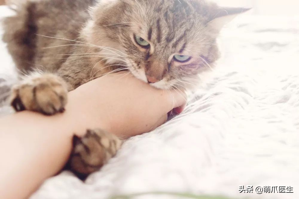 丧尽天良的黑心试剂盒，你们害死了多少猫