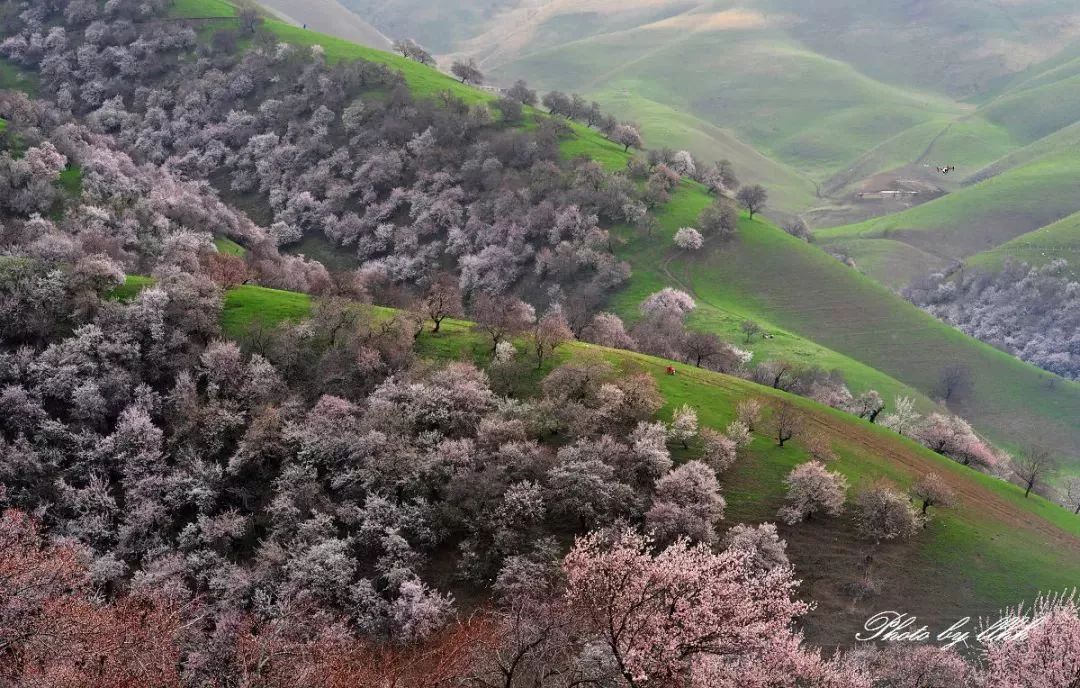 走马春季追花线|春漫*疆新**，牧笛声声中的杏花村