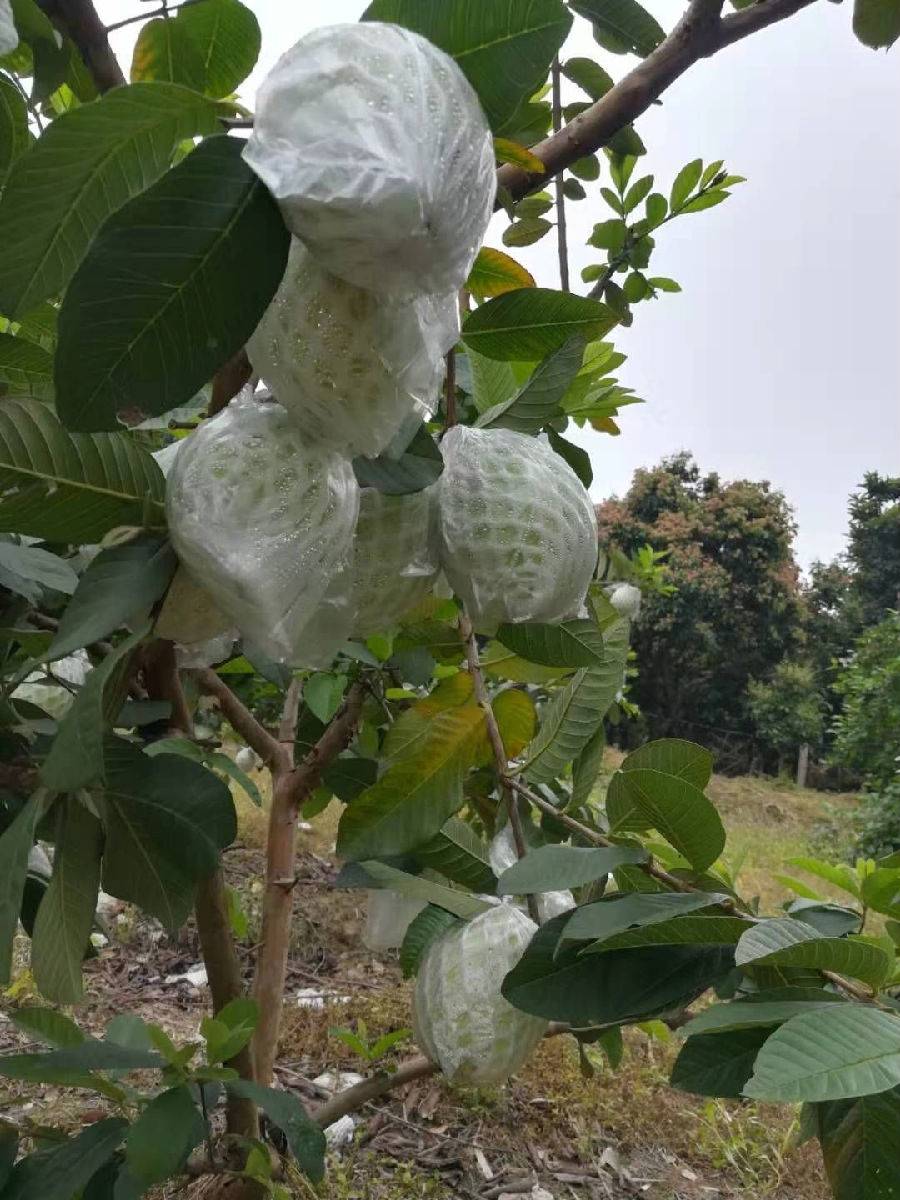 广州从化温泉度假泳池别墅,从化温泉哪个是真正的天然温泉