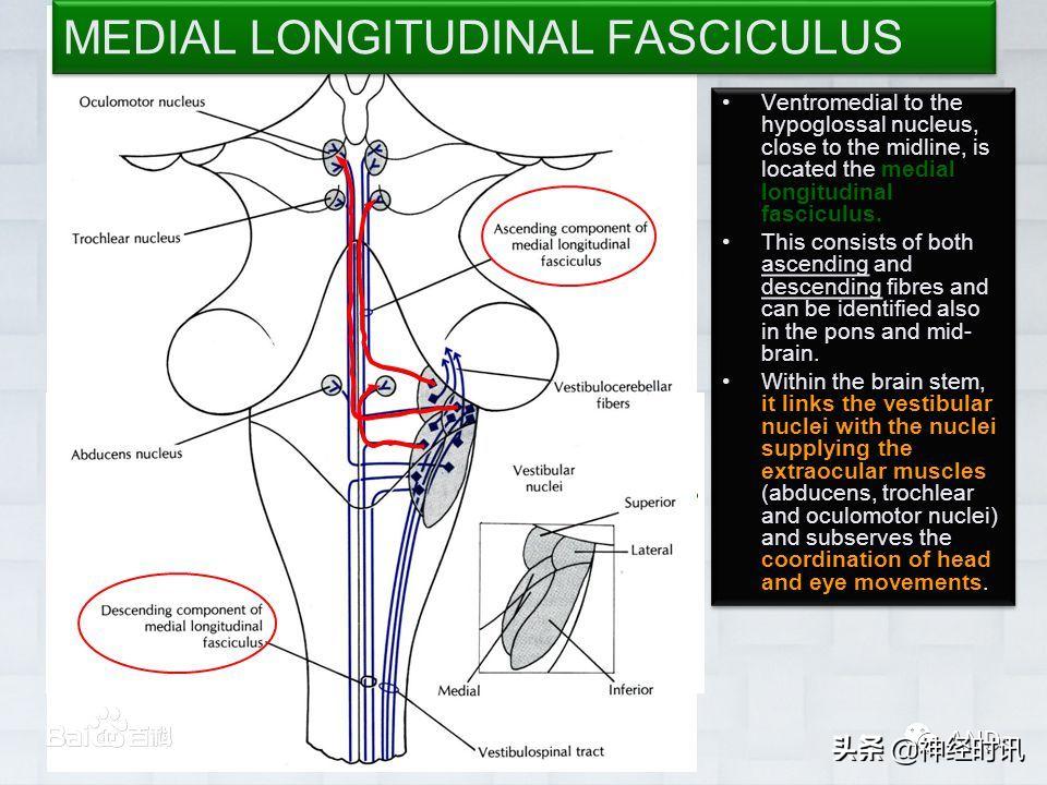 今日实用知识分享—「内侧纵束」