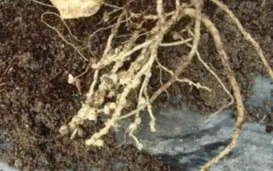 发财树病虫害治疗方法,发财树病虫害防治