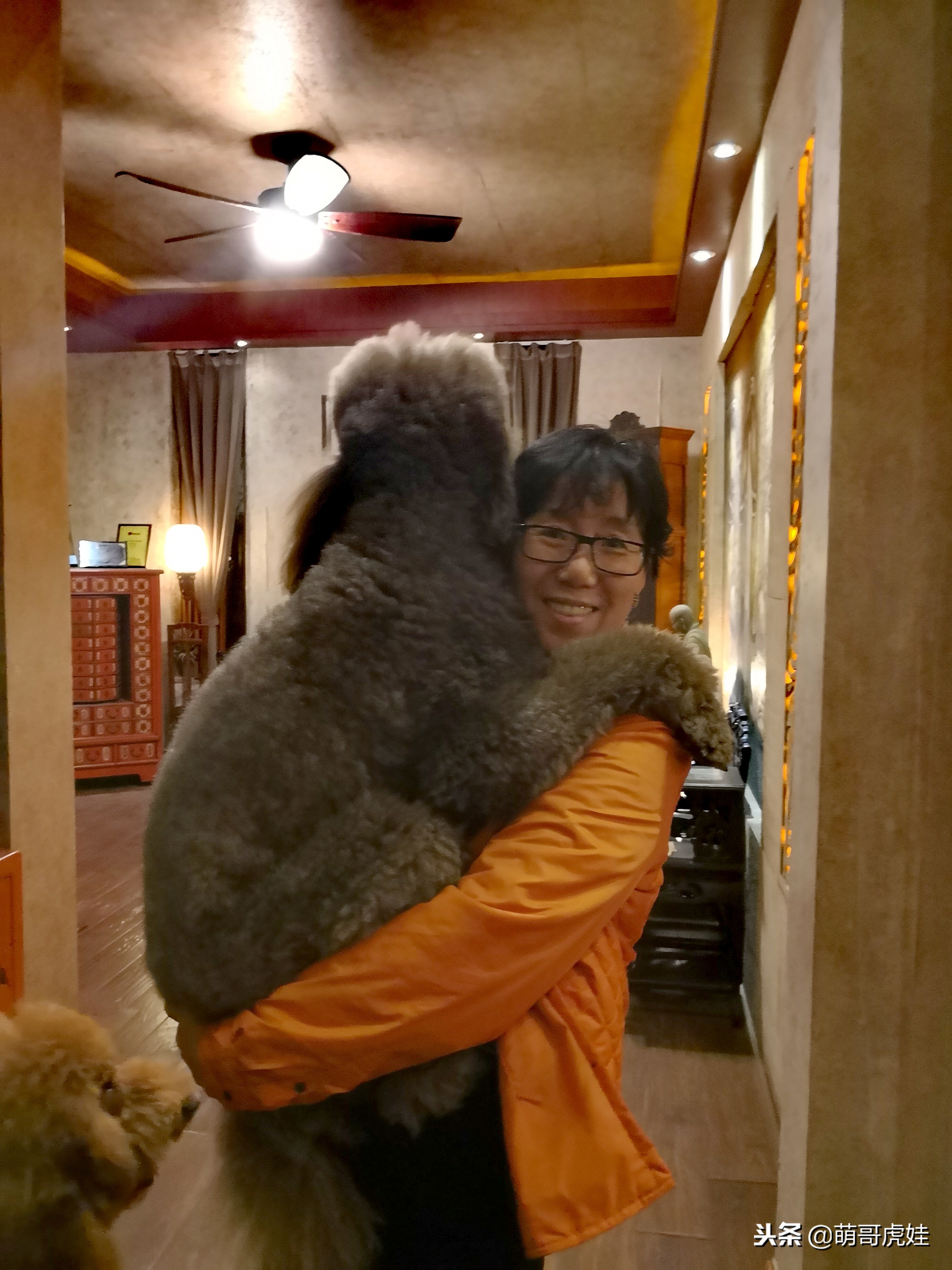 巨型狗狗超级可爱贵宾犬,超级怂的巨型贵宾犬要主人抱抱