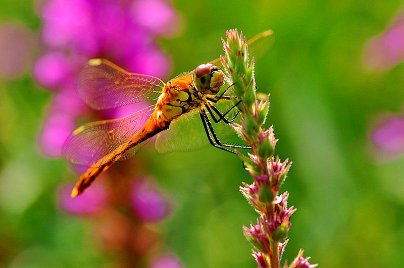 铚昏湏鎭嬭姳鍥剧墖澶у叏,铚昏湏鎭嬭姳鏂囨