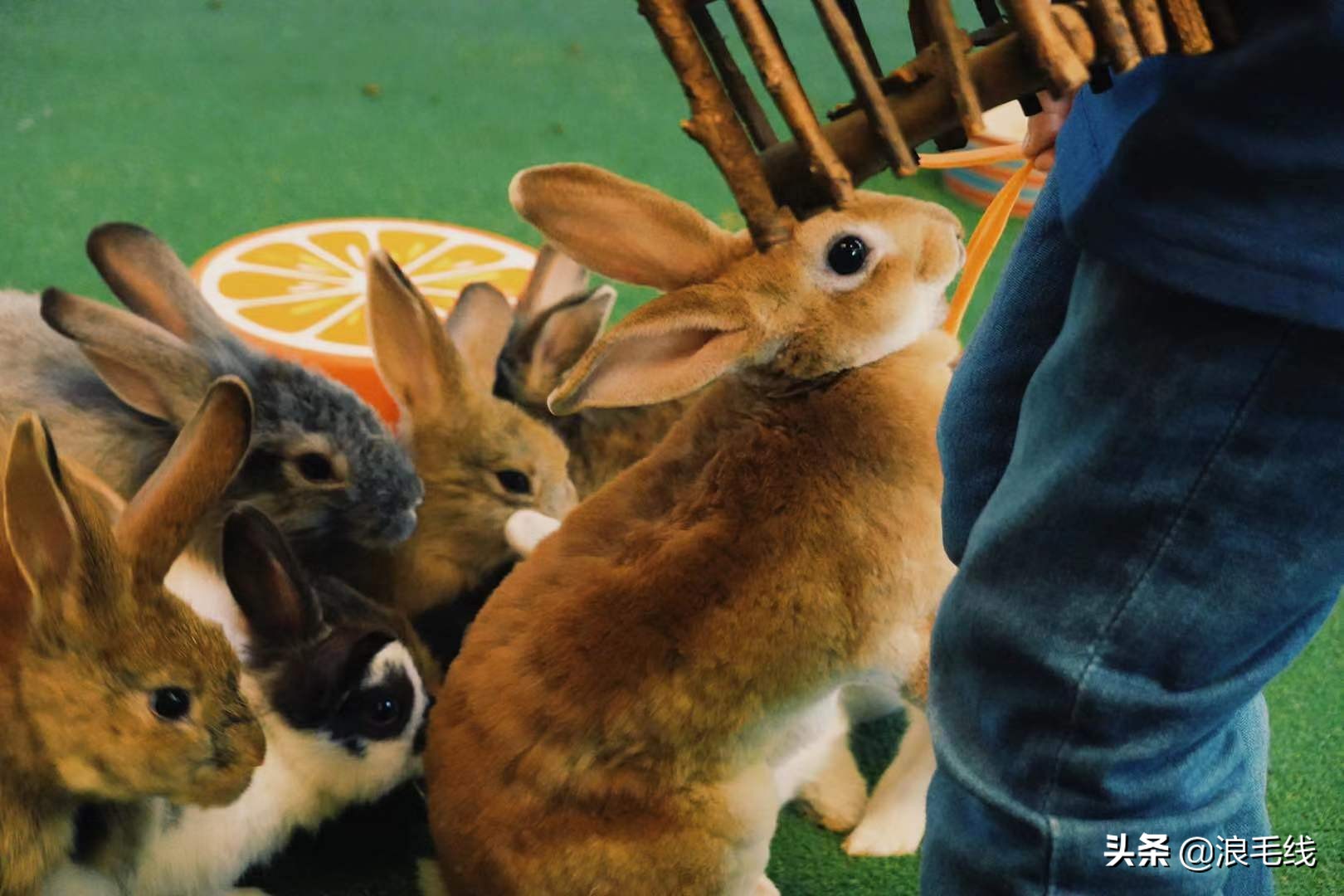 清迈疫情旅游推荐亲子游,清迈旅游攻略几月去好玩