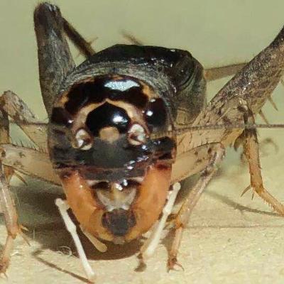 斗蛐蛐到底有多大魅力，让一代明君甘愿背上昏君罪名？