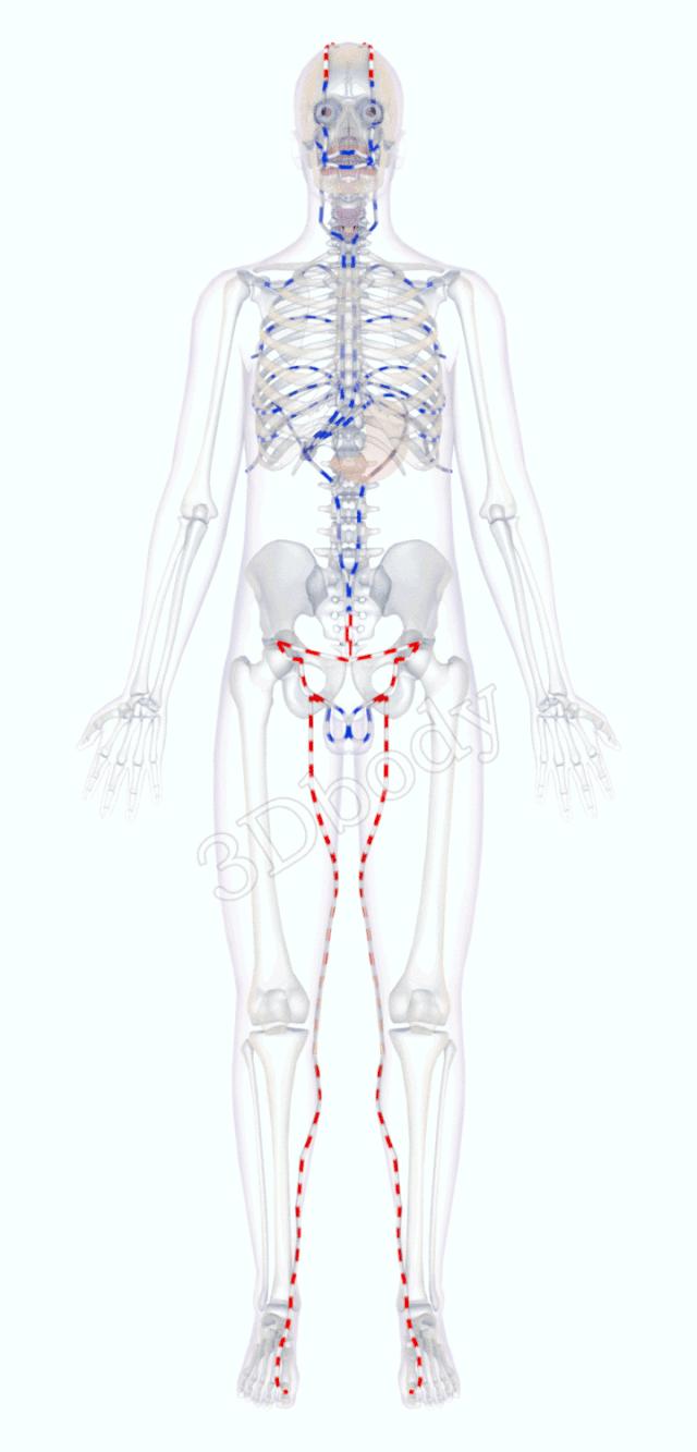 3d十四经络动态循行图,经络图3d动态图三焦经