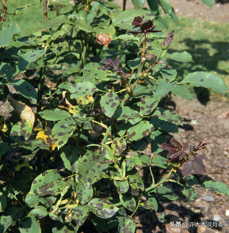 月季忘记埋冬肥了,月季清园几次