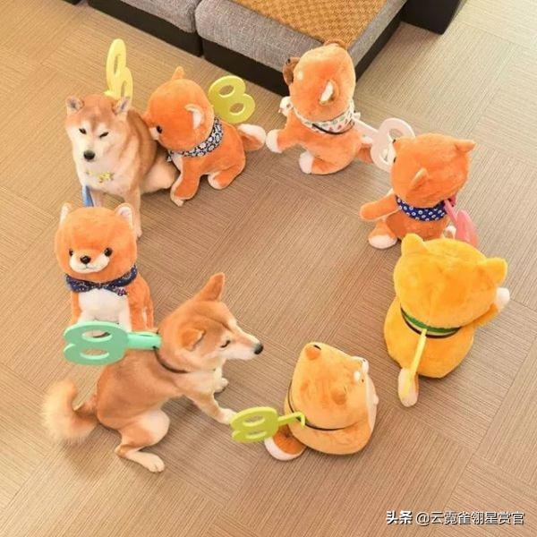 日本一博主给自家的两只柴犬买了几十只玩偶每天上演真实版找不同