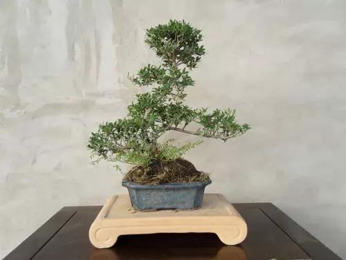 冬青盆景养殖方法,盆栽冬青怎么养活视频教程