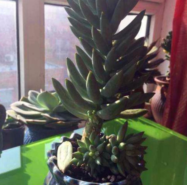 千佛手需要勤浇水吗怎么养,多肉千佛手怎样快速爆盆