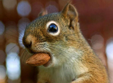 小松鼠饲养日常,新手如何饲养小松鼠