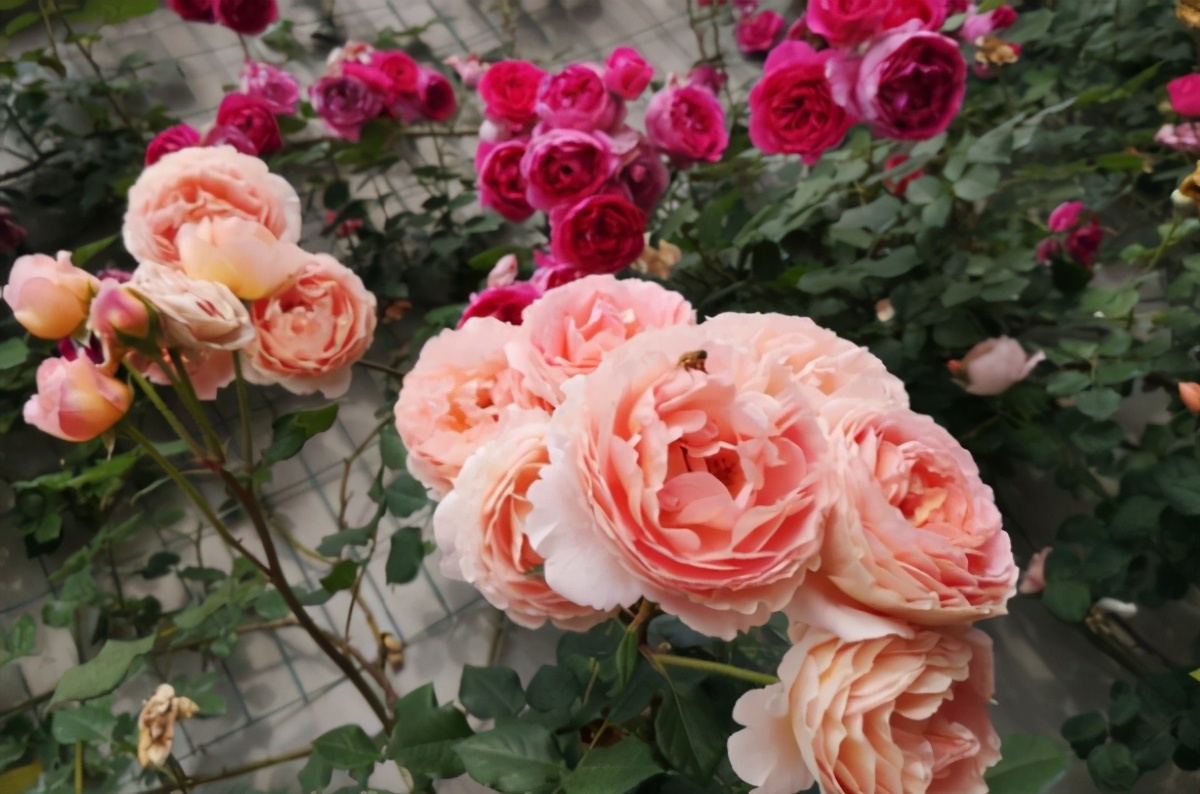 春天到了月季花咋还没开花,到了春天月季的枯叶不掉怎么办