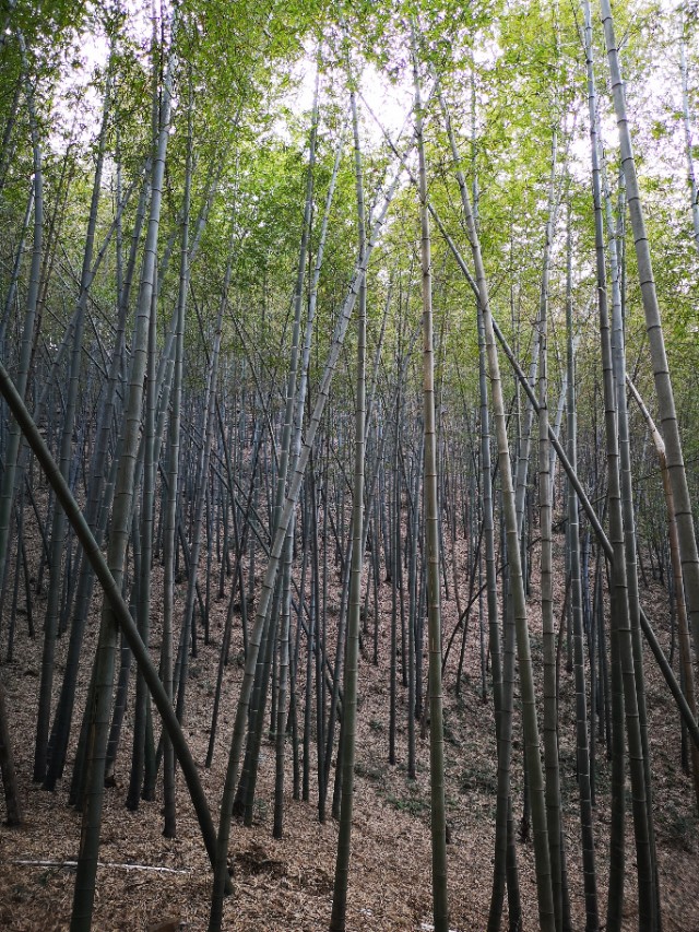 宜兴竹海游和龙背山森林公园游记