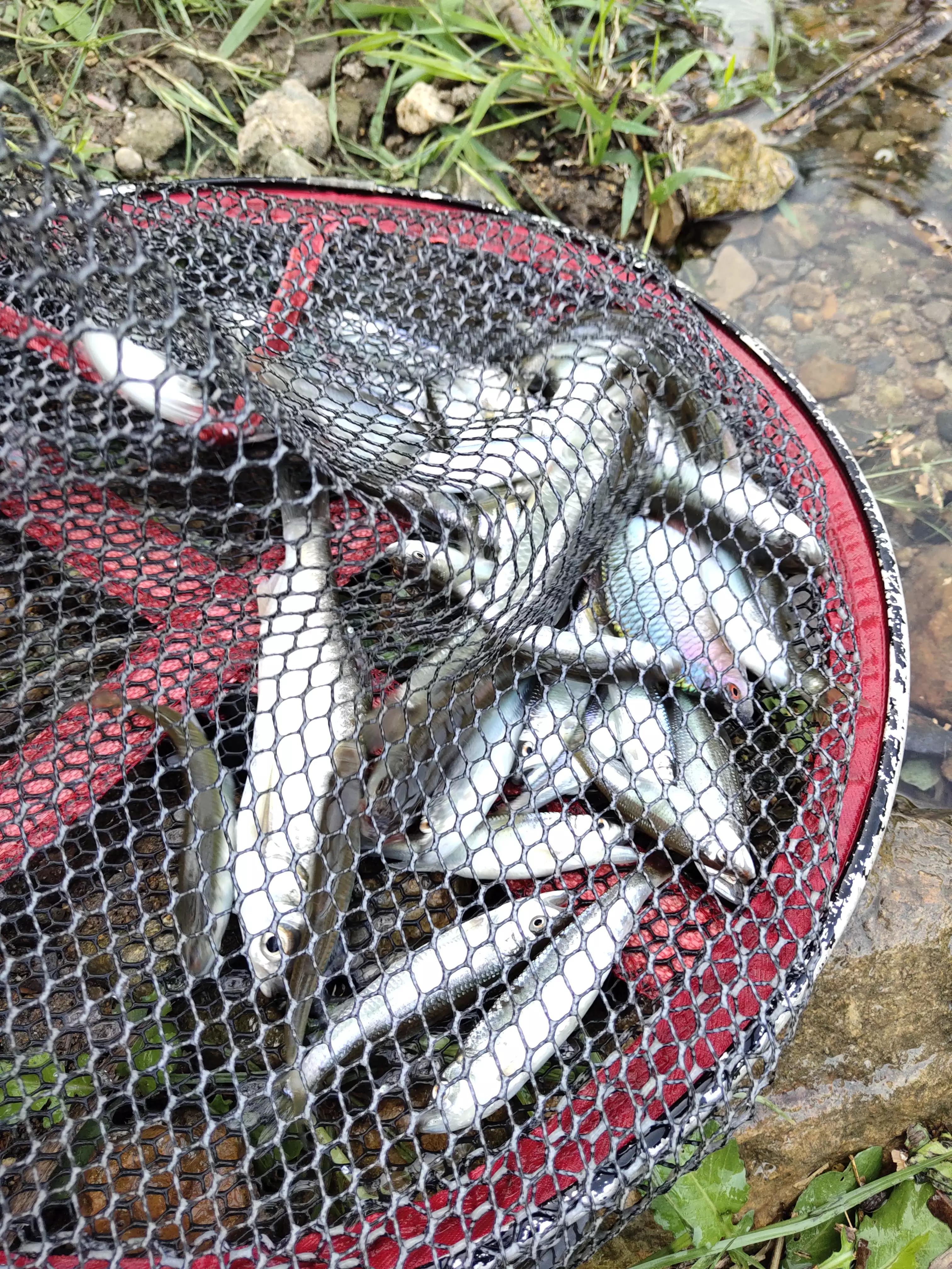 宁波镇海钓鱼野钓最新地点,宁波九龙湖水库钓鱼攻略