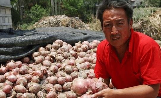 “ks”价格,成本3分钱一斤,价格跌至1,农民:借钱来支付