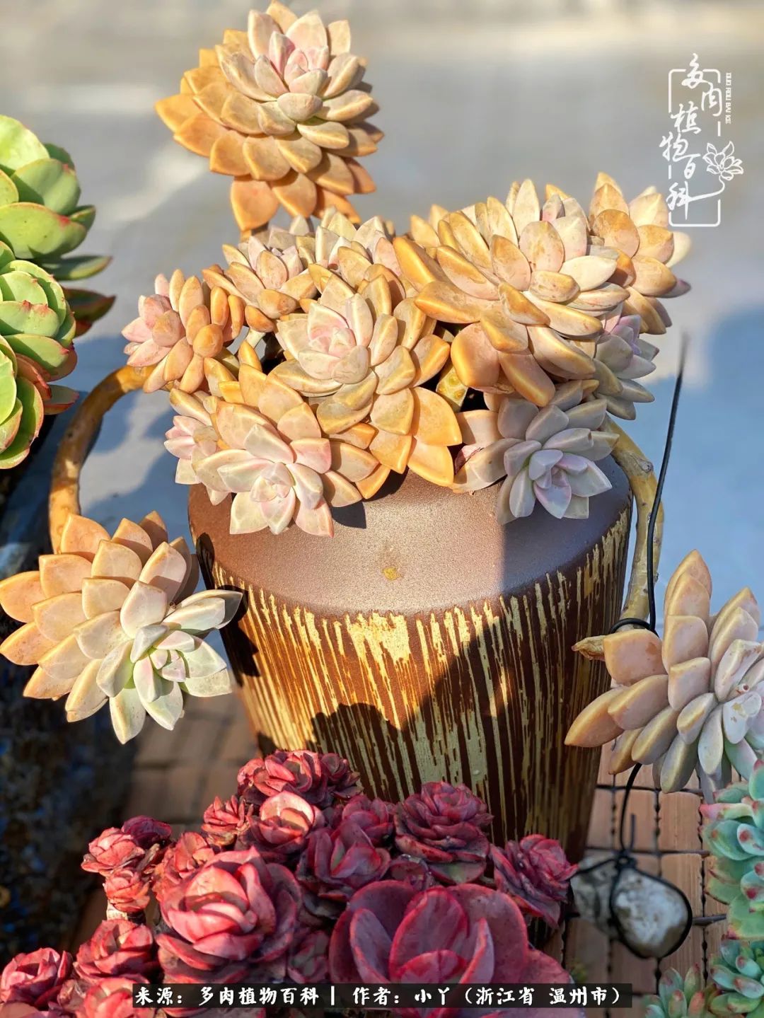 祖上无院家里无矿，一腔浪漫情怀付诸楼顶造花