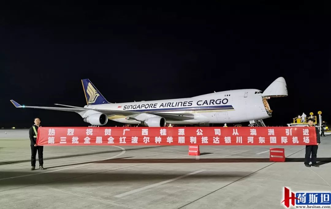 澳洲“飞来”930多只种羊空降银川