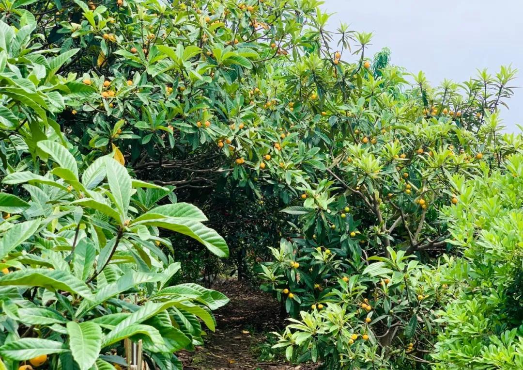 周末东山采枇杷采摘攻略已出,枇杷采摘攻略