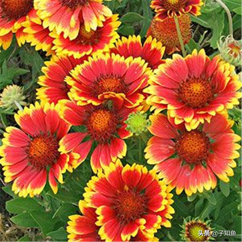 十月份的天秤座的上升星座,十月份出生的天秤座温柔吗