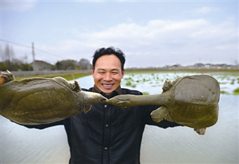 甲鱼要怎么养殖才会更好产量高,甲鱼养殖技术的讲解