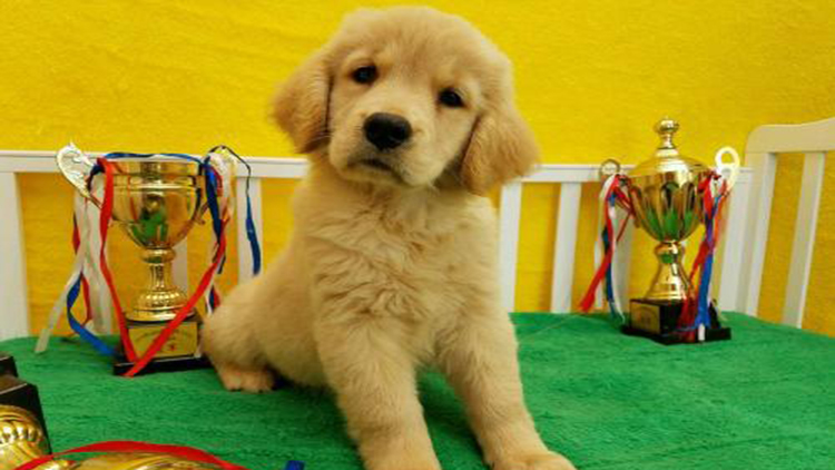 拥有这5个特征的狗狗很难养熟,拥有一只金毛犬是怎样的体验