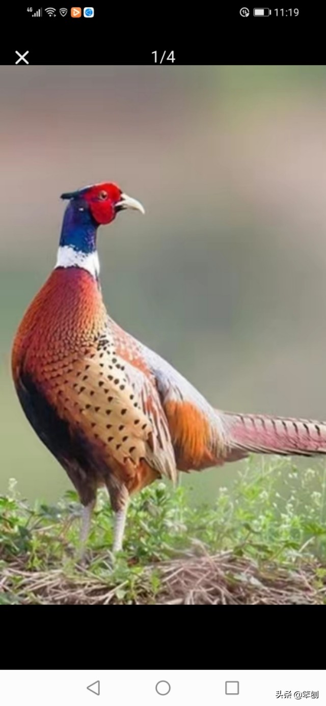 七彩山鸡成本利润大吗,七彩山鸡的价值