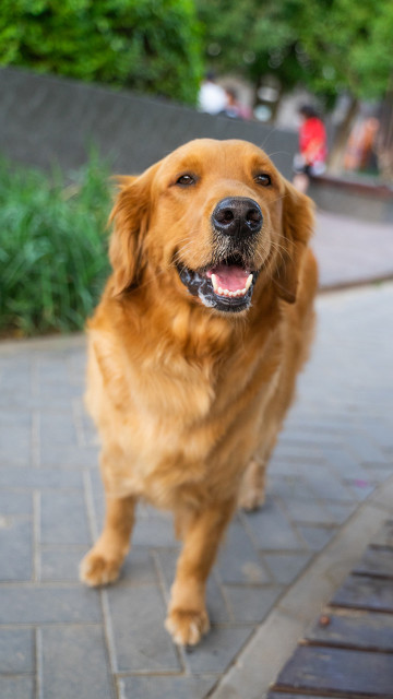 我家的金毛为啥毛短呢,我家的金毛狗作文