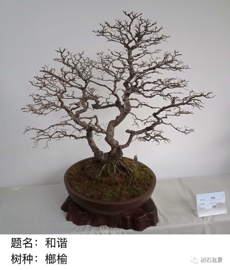 金艳盆景精品欣赏,幸得一知己