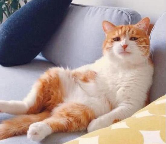 中华田园猫12个品种图小奶猫,中华田园猫12个品种图哪个最好养