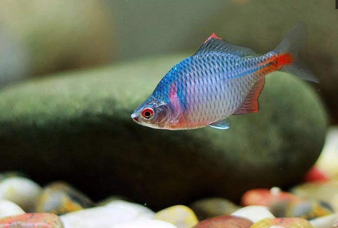 常见观赏鱼有哪些种类,不错的观赏鱼有哪些种类