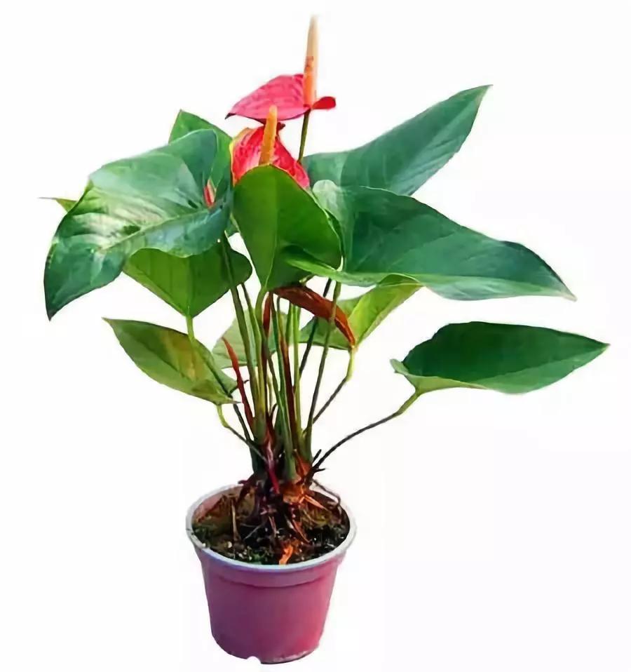 送给喜欢种花的人什么礼物,想养花却把花养死