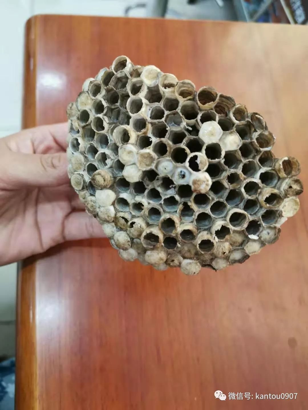 蜜蜂蜇过怎么处理,怎么避免蜜蜂马蜂蜇人